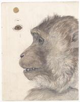 KT 2009 028-360
<br/>
Kop en oog studie van een berberaap.
<br/>
<em>Trigt, Stephanus Hendrik Willem van (1790-1840)</em>